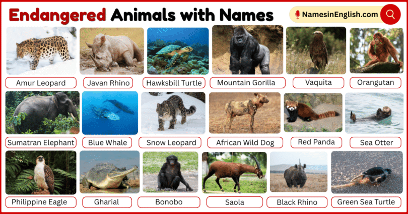 25 Endangered Animals with Names in English with Pictures