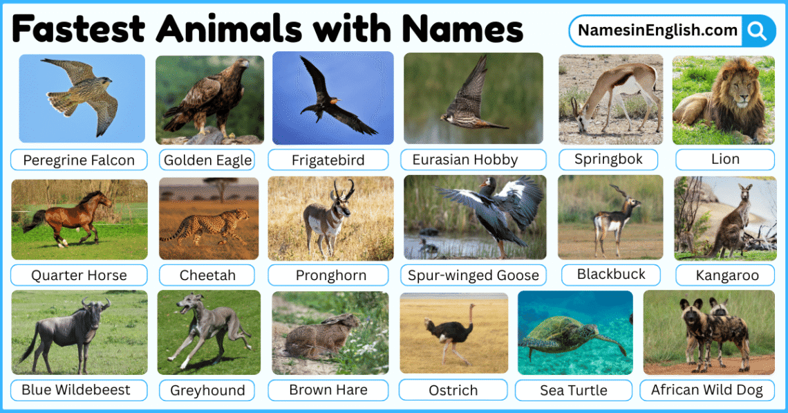 30 Fastest Animals with Names in English with Pictures - Names in English