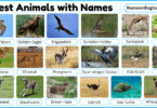 30 Fastest Animals with Names in English with Pictures