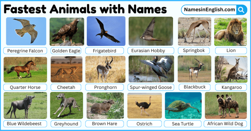 30 Fastest Animals with Names in English with Pictures