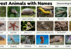 30 Slowest Animals with Names in English with Pictures