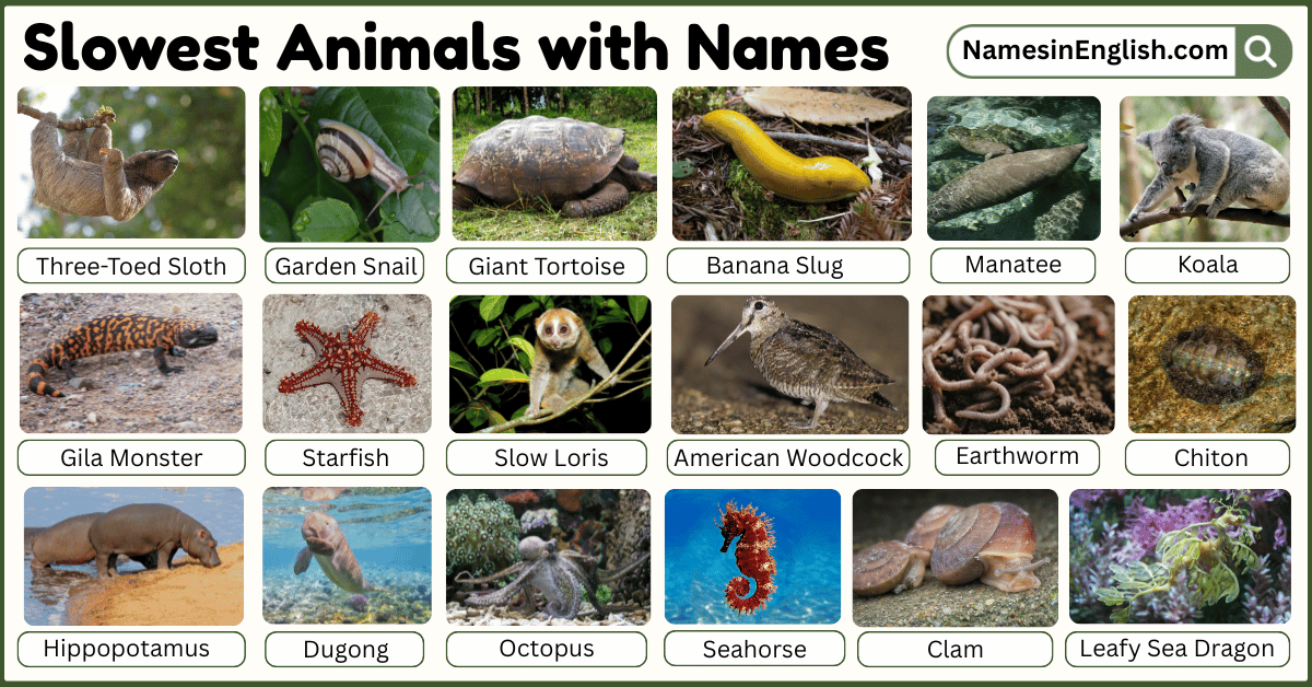 30 Slowest Animals with Names in English with Pictures - Names in English