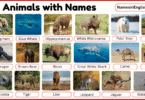 40 Big Animals with Names in English with Pictures