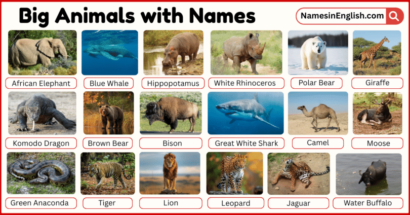 40 Big Animals with Names in English with Pictures