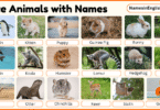 40 Cute Animals with Names in English with Pictures