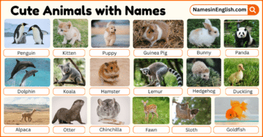 40 Cute Animals with Names in English with Pictures