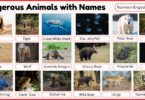 40 Dangerous Animals with Names in English with Pictures