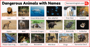 40 Dangerous Animals with Names in English with Pictures