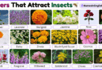 40 Flowers That Attract Insects with Names and Pictures