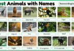40 Forest Animals with Names in English with Pictures