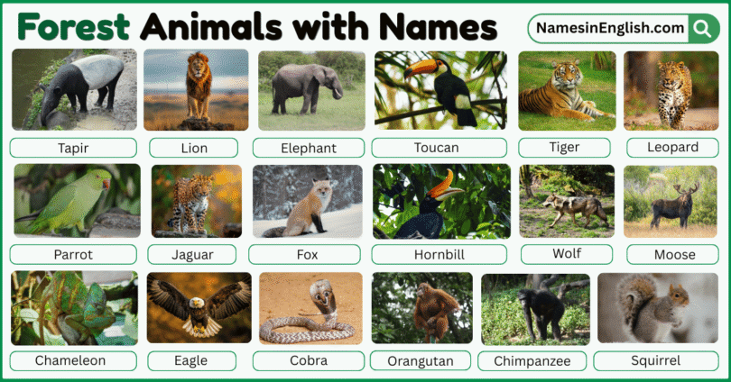 40 Forest Animals with Names in English with Pictures