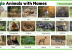 40 Jungle Animals with Names in English with Pictures