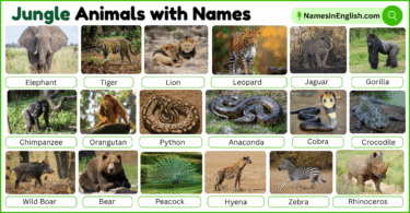 40 Jungle Animals with Names in English with Pictures