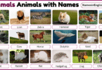 40 Mammals Animals with Names in English with Pictures