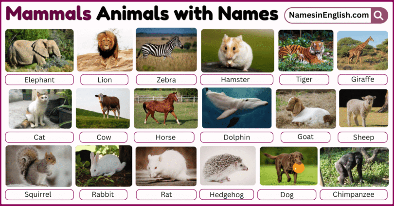 40 Mammals Animals with Names in English with Pictures