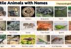 40 Reptile Animals with Names in English with Pictures