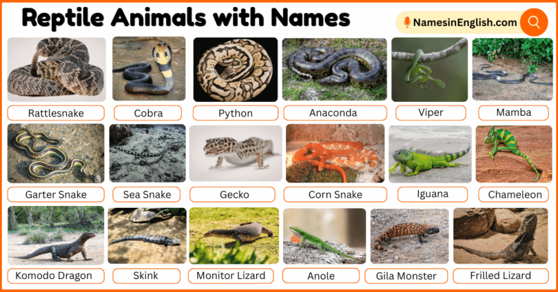 40 Reptile Animals with Names in English with Pictures