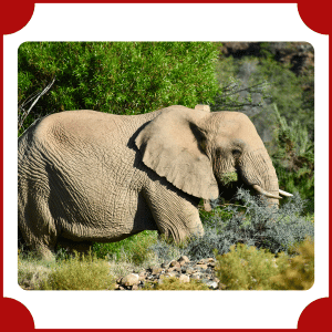 African Elephant | Big Animals with Names