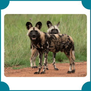 African Wild Dog | Fastest Animals with Names