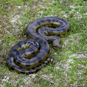 Anaconda | Dangerous Animals with Names