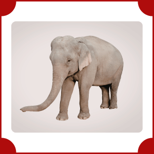 Asian Elephant | Big Animals with Names