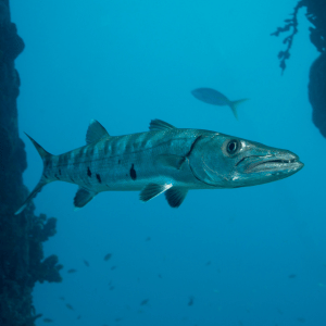 Barracuda | Dangerous Animals with Names