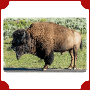 Bison | Big Animals with Names