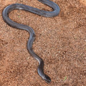 Black Mamba | Dangerous Animals with Names