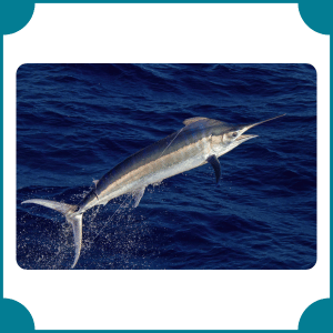 Black Marlin