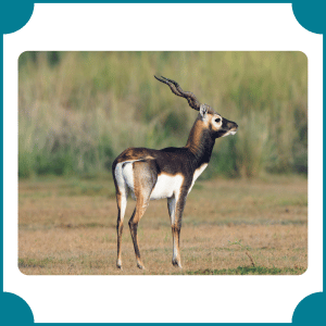 Blackbuck | Fastest Animals with Names