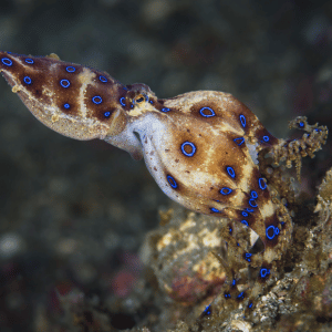 Blue-Ringed Octopus | Dangerous Animals with Names