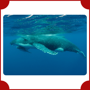 Blue Whale | Big Animals with Names