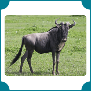 Blue Wildebeest | Fastest Animals with Names