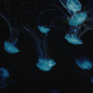 Box Jellyfish | Dangerous Animals with Names