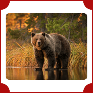 Brown Bear | Big Animals with Names