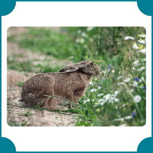 Brown Hare | Fastest Animals with Names
