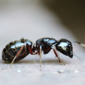 Bullet Ant | Dangerous Animals with Names