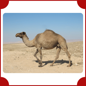 Camel | Big Animals with Names