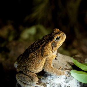 Cane Toad | Dangerous Animals with Names