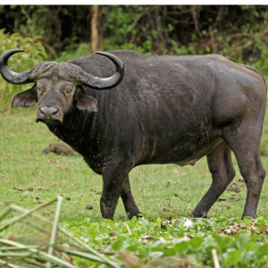 Cape Buffalo | Dangerous Animals with Names