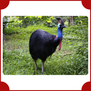 Cassowary | Big Animals with Names