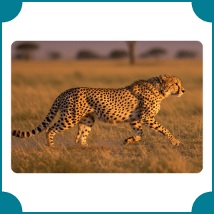 Cheetah | Fastest Animals with Names