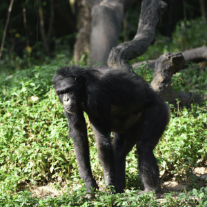 Chimpanzee | Dangerous Animals with Names