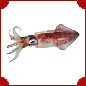 Colossal Squid