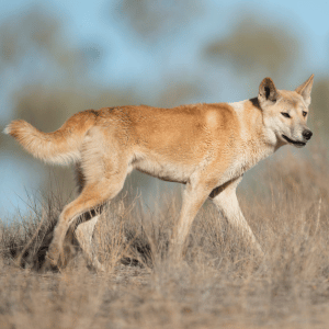 Dingo | Dangerous Animals with Names