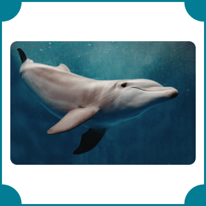 Dolphin