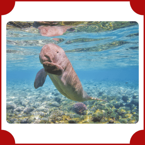 Dugong