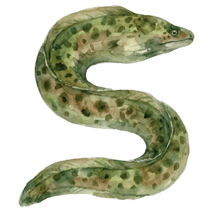 Electric Eel | Dangerous Animals with Names