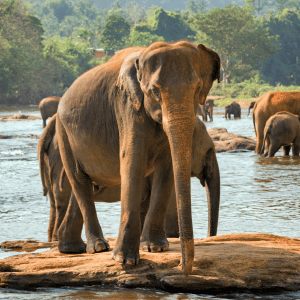 Elephant | Dangerous Animals with Names