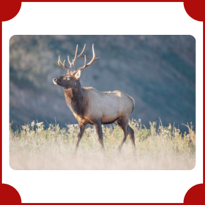 Elk | Big Animals with Names